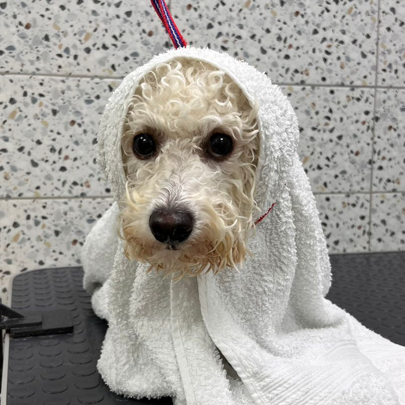 Бишон фризе Гигиенический комплекс