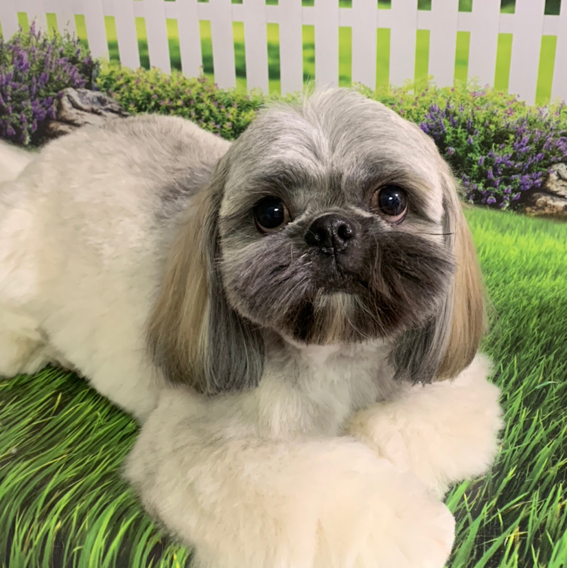 Шит-цу под щенка