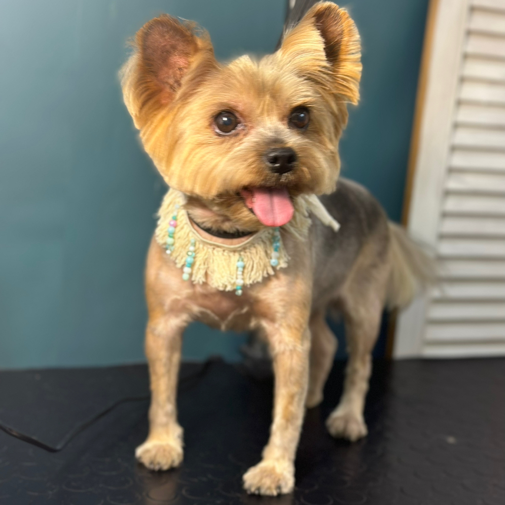 Йорк комплекс под машинку до 5кг