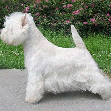 Вест-хайленд-уайт-терьер - тримминг