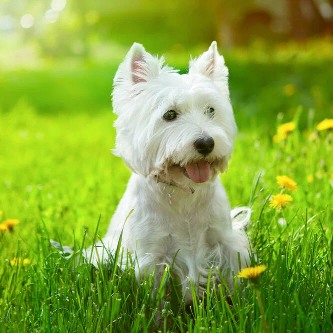 Вест-хайленд-уайт-терьер - гигиенический комплекс