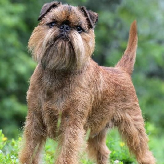 Гриффон - тримминг