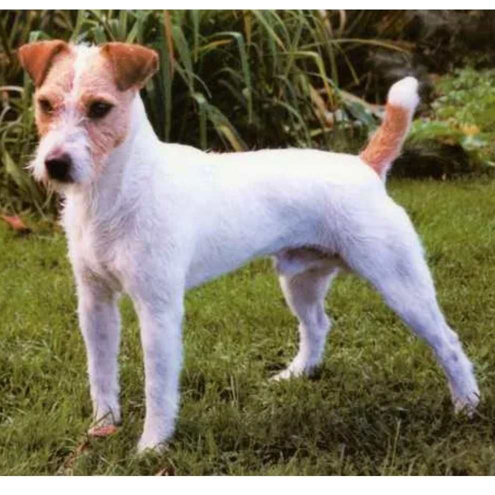 Джек-рассел-терьер - тримминг