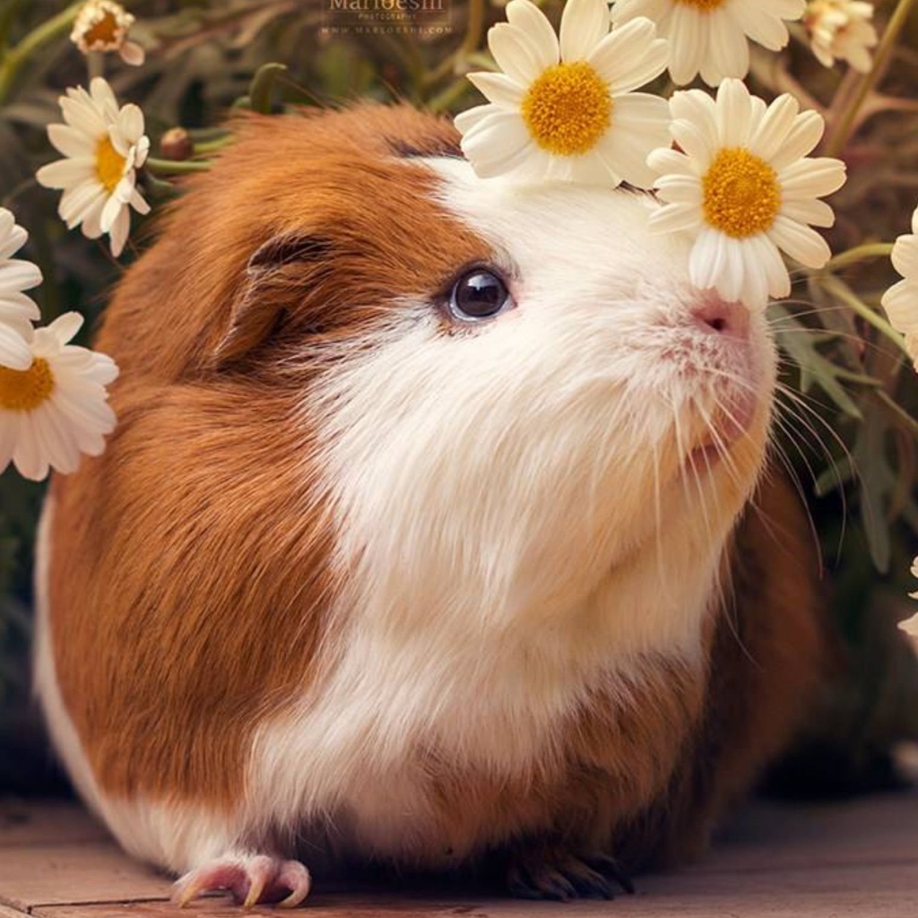 Морская свинка - комплекс стрижка / вычес