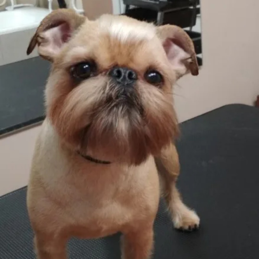 Гриффон - стрижка под машинку