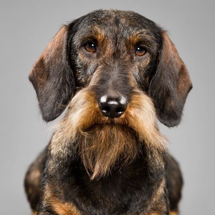 Такса - тримминг