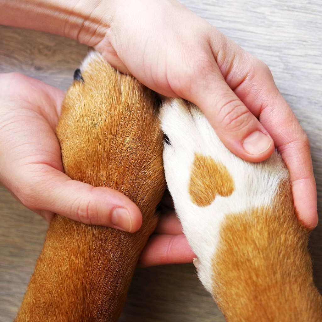 Окантовка лапок