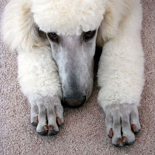 Пуделиные лапки