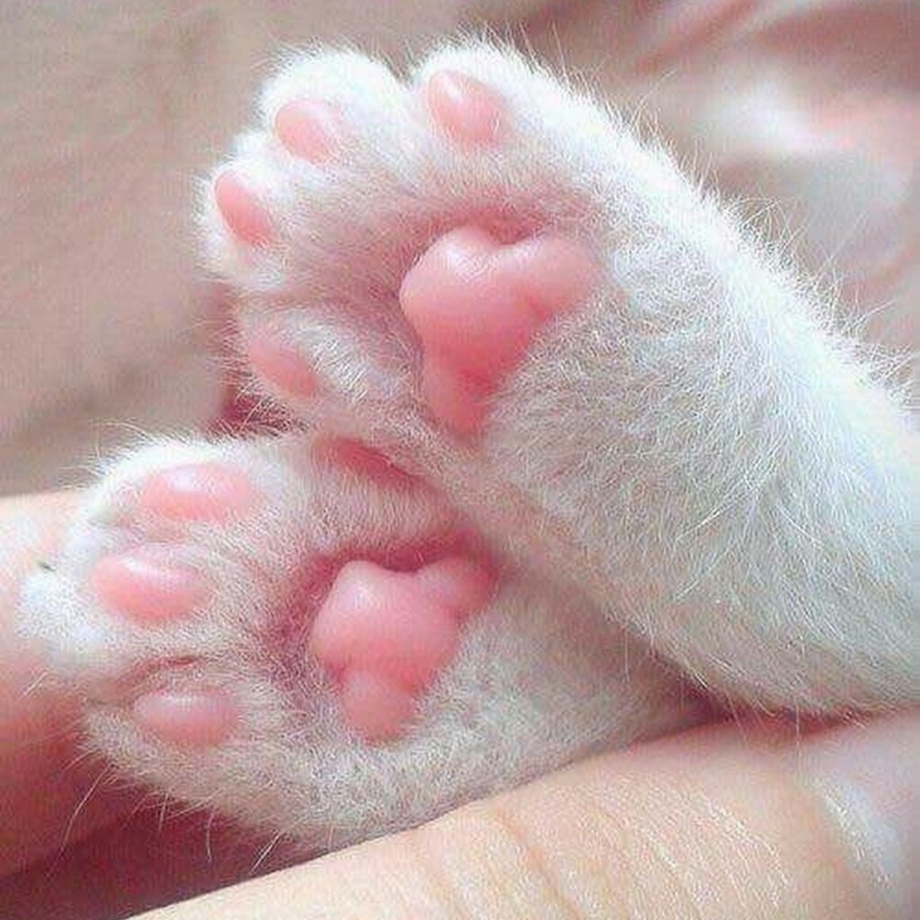 Выбривание подушечек лап- декоративные/средние породы