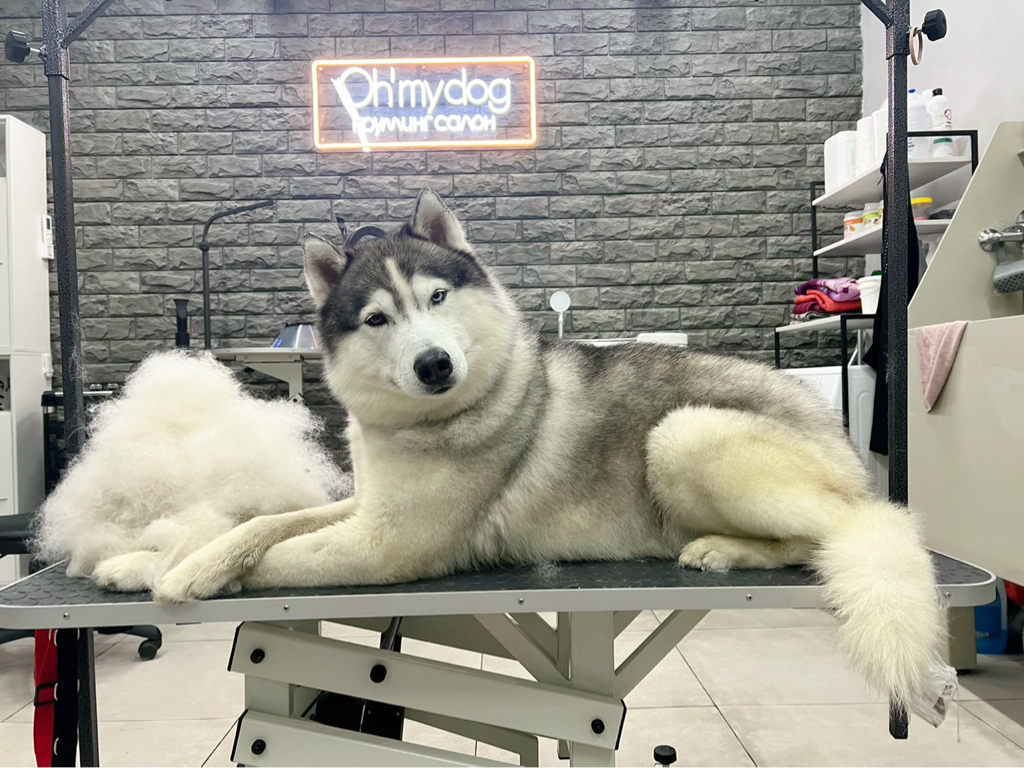 Экспресс линька хаски / лайки