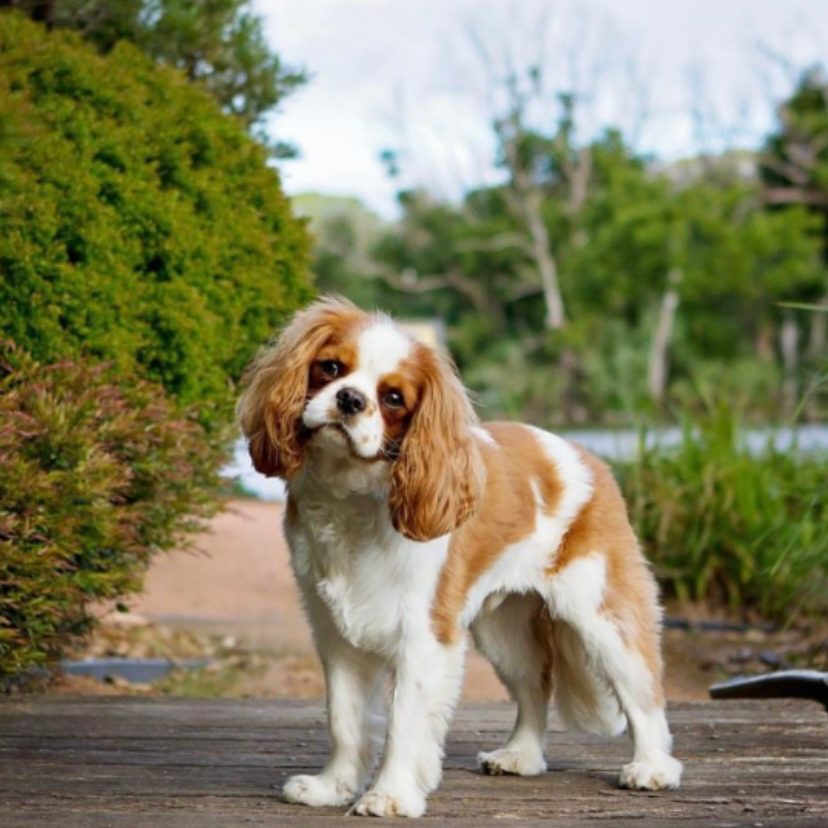 Кинг чарльз спаниель
