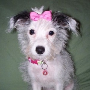 Стрижка под машинку (метис до 7 кг) с помывкой