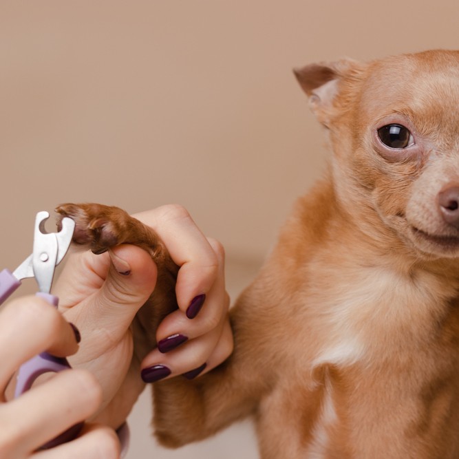 Стрижка когтей декоративные породы