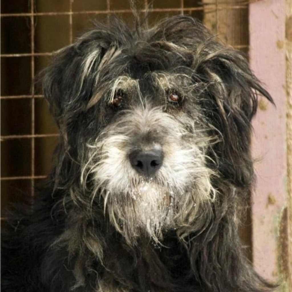 Стрижка под машинку (метис от 13 кг) с помывкой