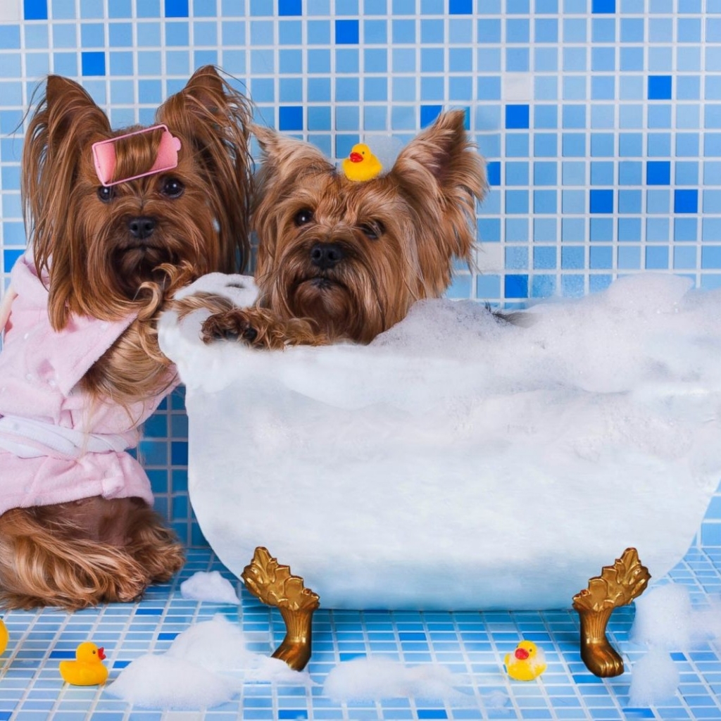 Помывка (декоративные породы) до 7 кг.