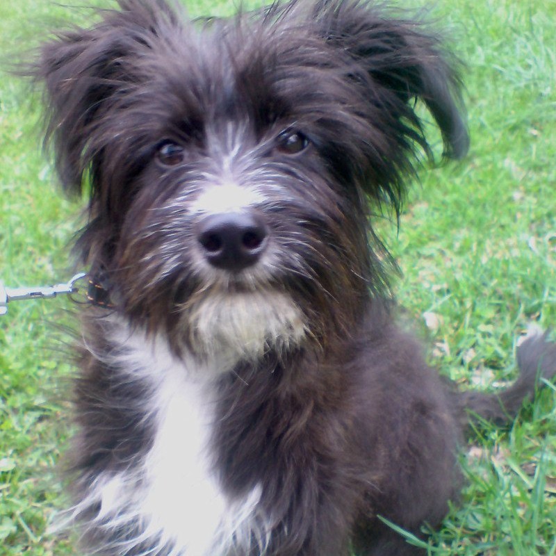 Стрижка под машинку (метис от 7 до 12 кг) с помывкой