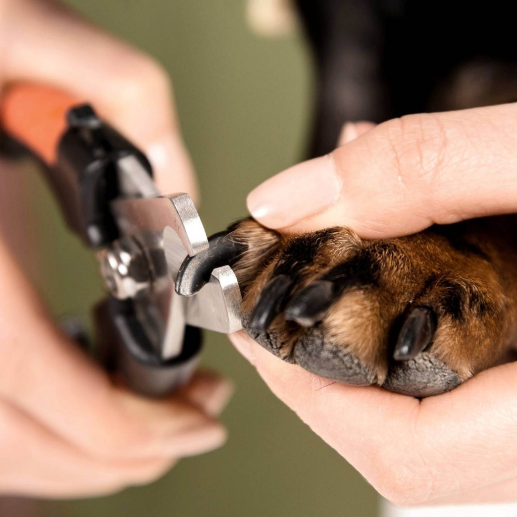 Стрижка когтей  крупные породы