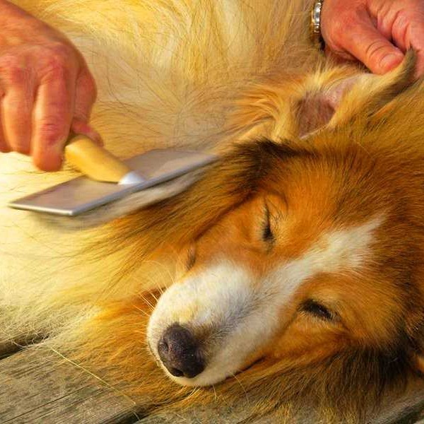 Вычес колтунов (стоимость за 30 минут работы)