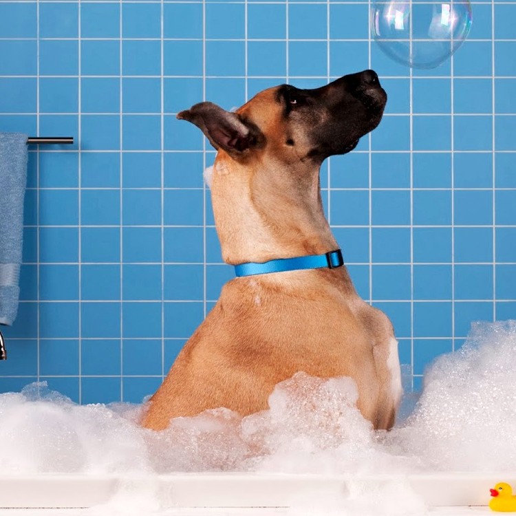 Помывка питомца (крупный размер) от 13 кг. до 25 кг.