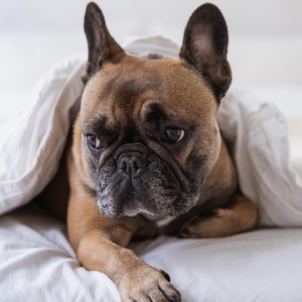 Французский бульдог