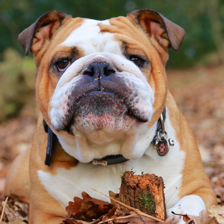 Английский бульдог