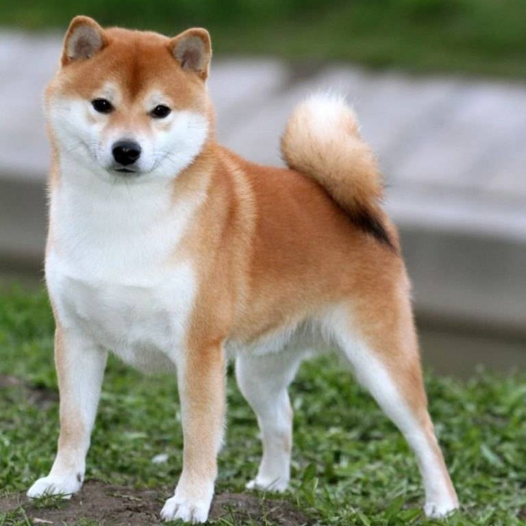 Шиба-ину