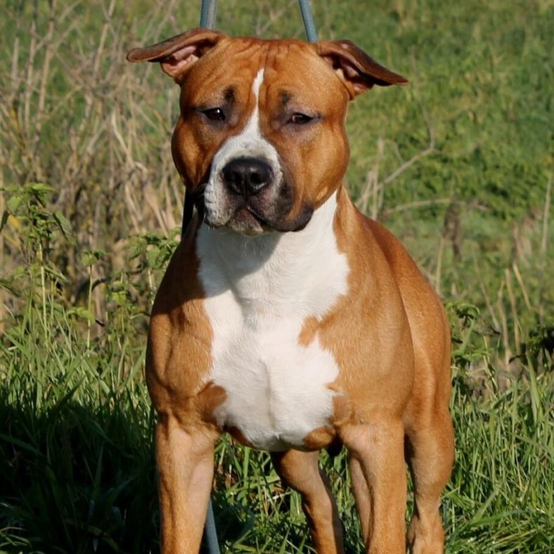 Стаффордширский терьер