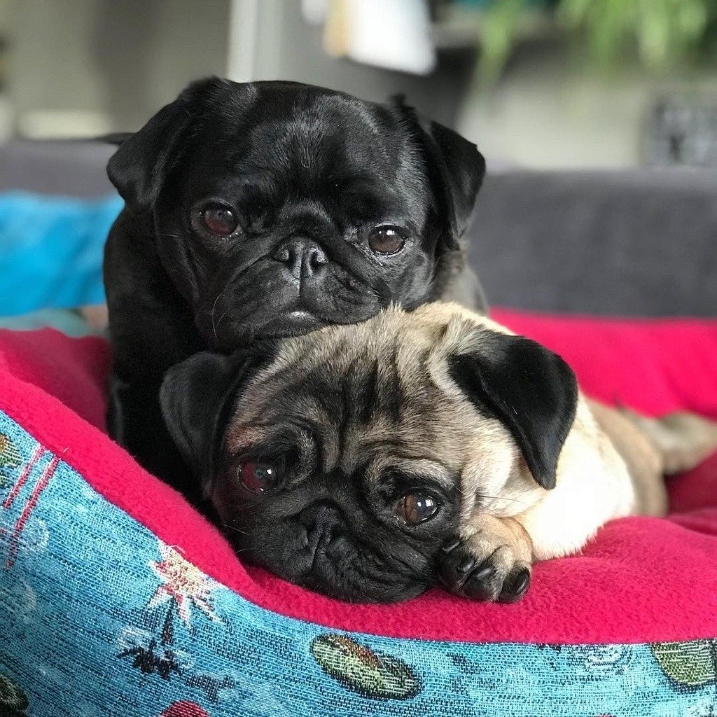 Мопс экспресс-линька