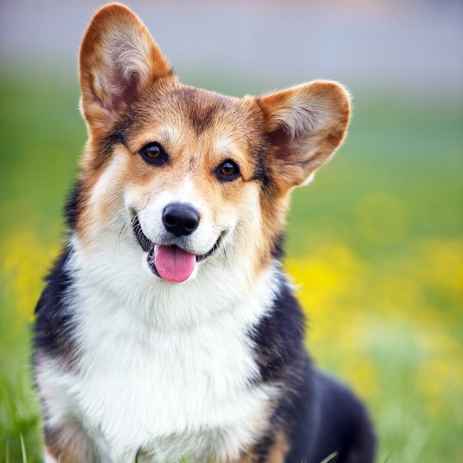 Вельш-корги