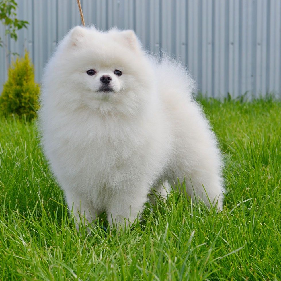 Шпиц (гигиена)