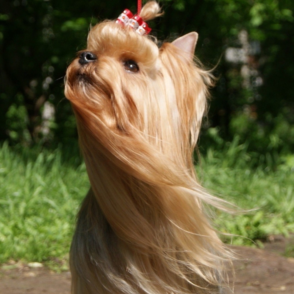 Йорк, бивер йорк менее 2,5 кг - гигиенический комплекс