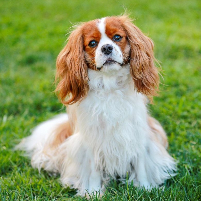 Кавалер кинг-чарльз-спаниель - полный комплекс с триммингом