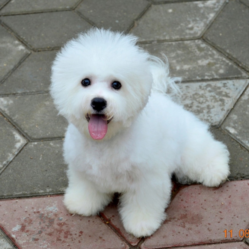 Бишон фризе - гигиенический комплекс