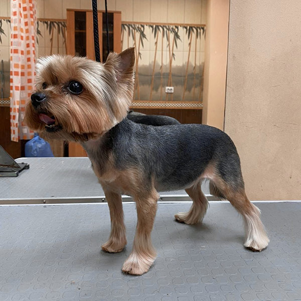 Йорк, бивер йорк более 2,5 кг-стрижка полностью под машинку