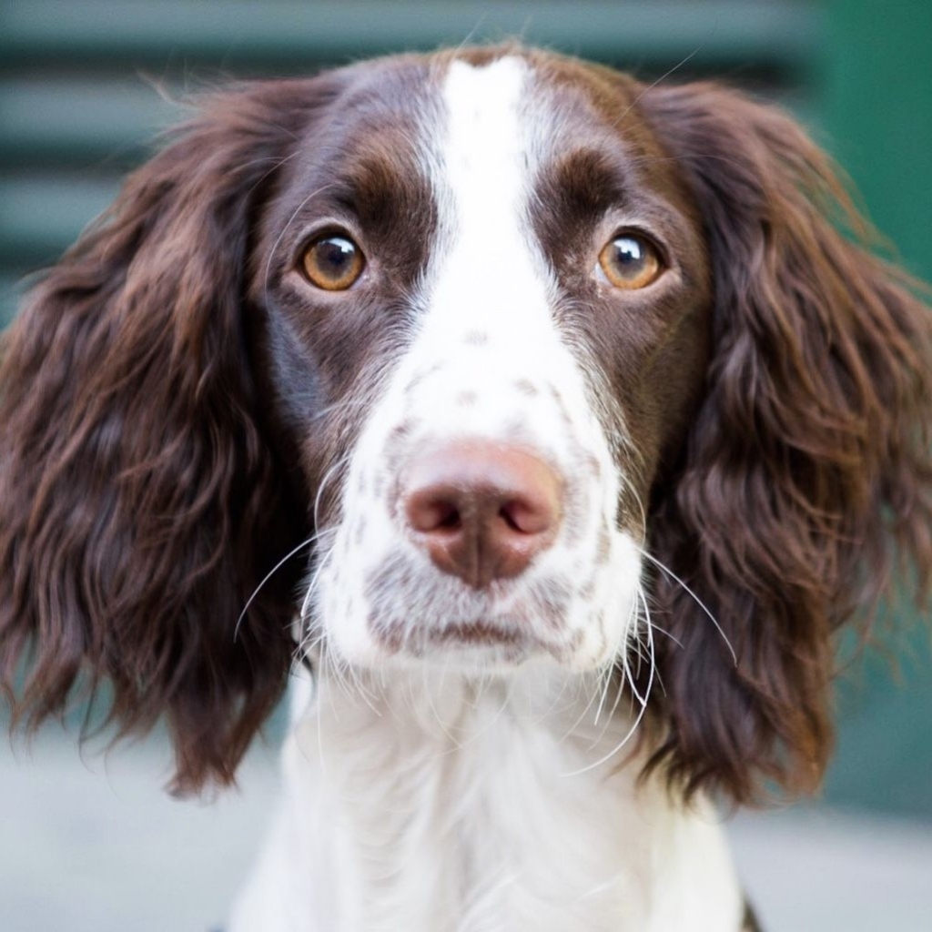 Английский спрингер-спаниель- гигиенический комплекс