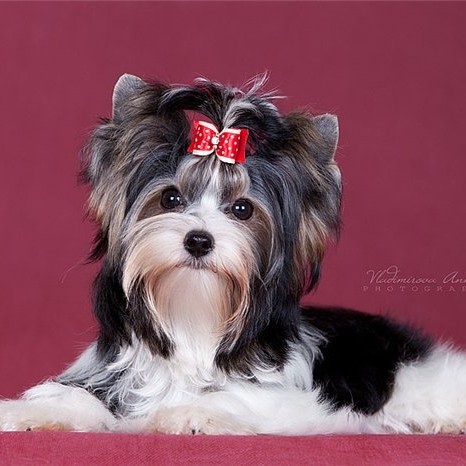 Йорк, бивер йорк более 2,5 кг - стрижка модельная