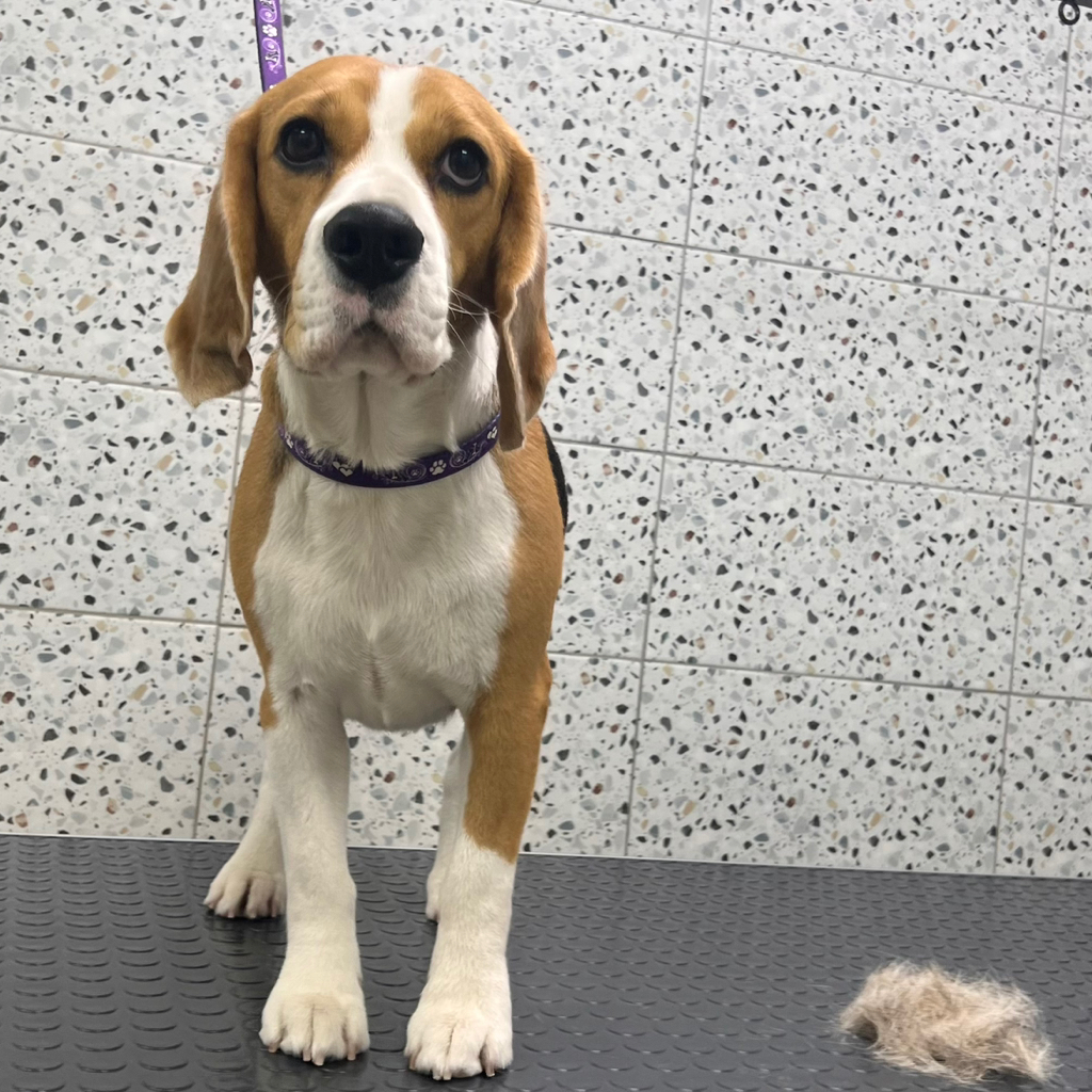 Бигль комплекс Вычёсывание