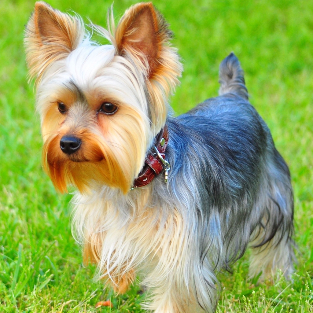 Йорк, бивер йорк до 2,5 кг - стрижка модельная