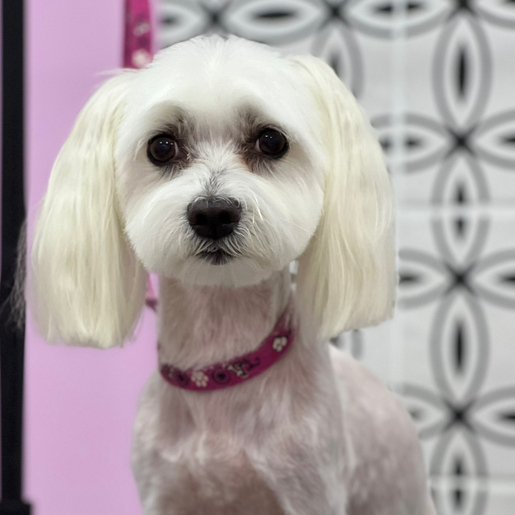 Мальтійська болонка  до 4 кг комплекс