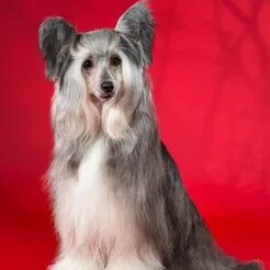 Китайская хохлатая (пуховая) - гигиенический комплекс без стрижки