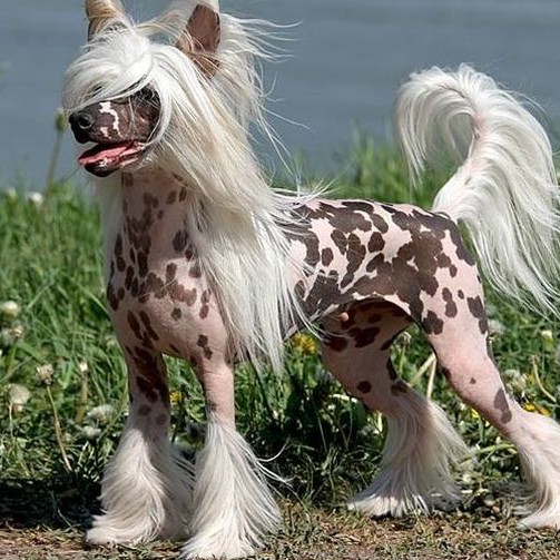 Китайская хохлатая (голая)