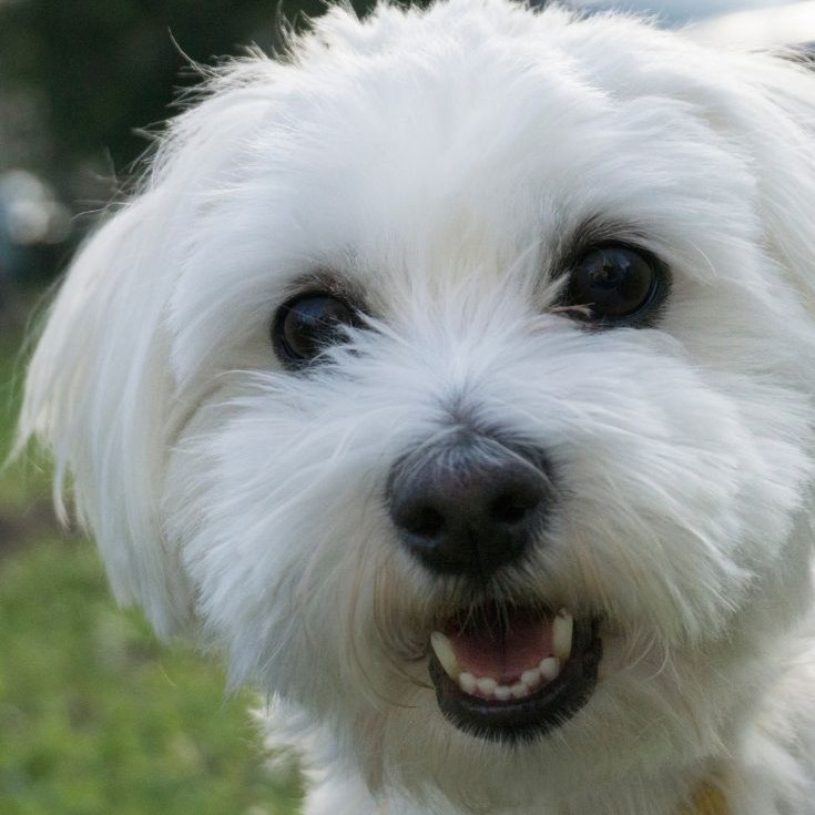 Мальтийская болонка до 3 кг - стрижка под машинку полностью