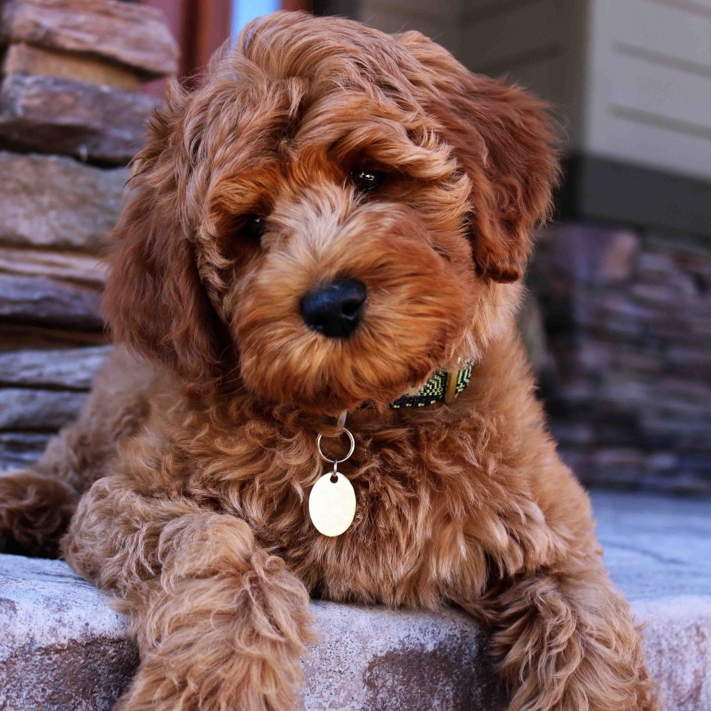 Лабрадудель - гигиенический комплекс