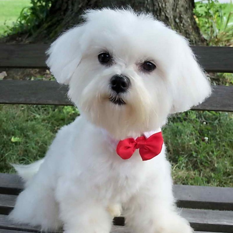 Мальтийская болонка более 3 кг - стрижка под машинку