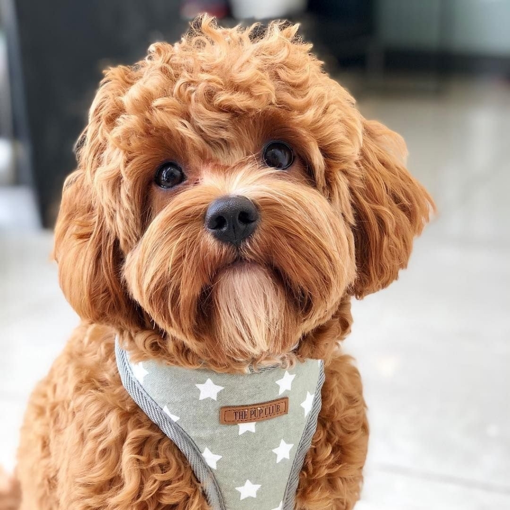 Мальтипу - гигиенический комплекс