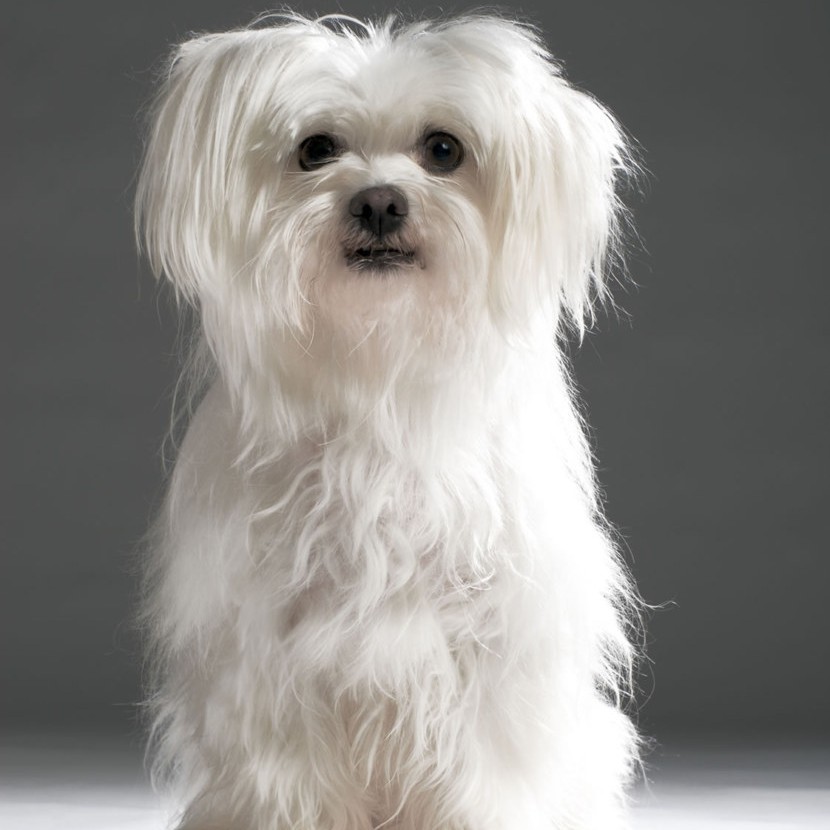 Мальтийская болонка до 3 кг. - гигиенический комплекс