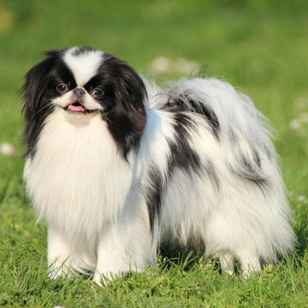 Японский хин- комплекс без постригания шерсти