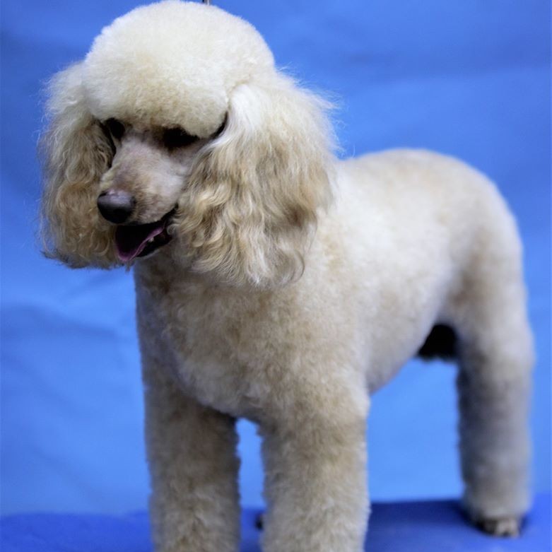 Малый пудель до 45см (комплекс под машинку)