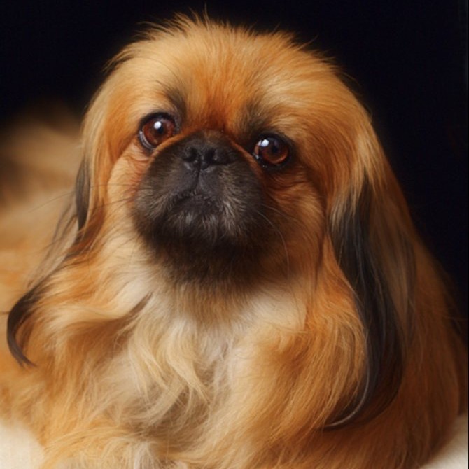 Пекинес - комплекс без стрижки корпуса