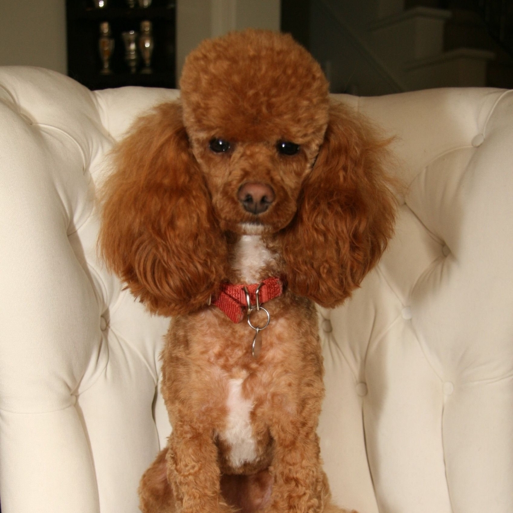 Карликовый пудель до 35см (комплекс под машинку)